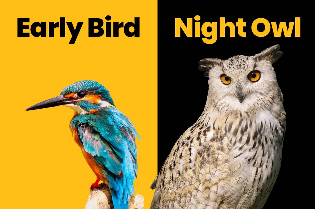 ¿eres Un Early Bird O Un Night Owl Alejandro De Blasi