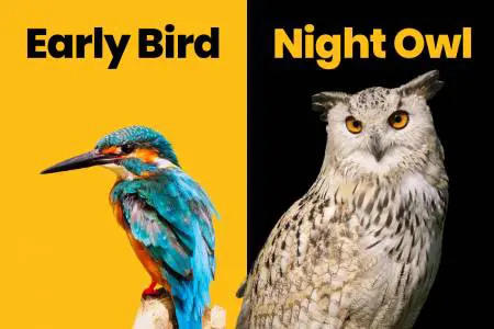 imagen ¿Eres un Early Bird o un Night Owl?
